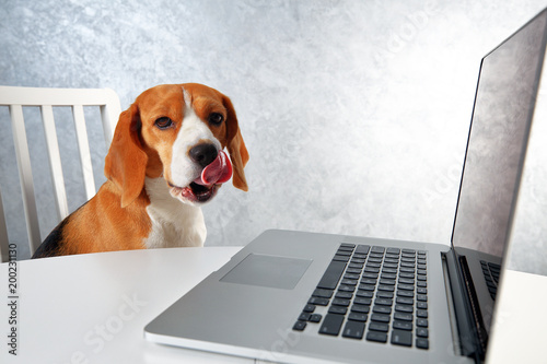 Smart dog look at laptop screen