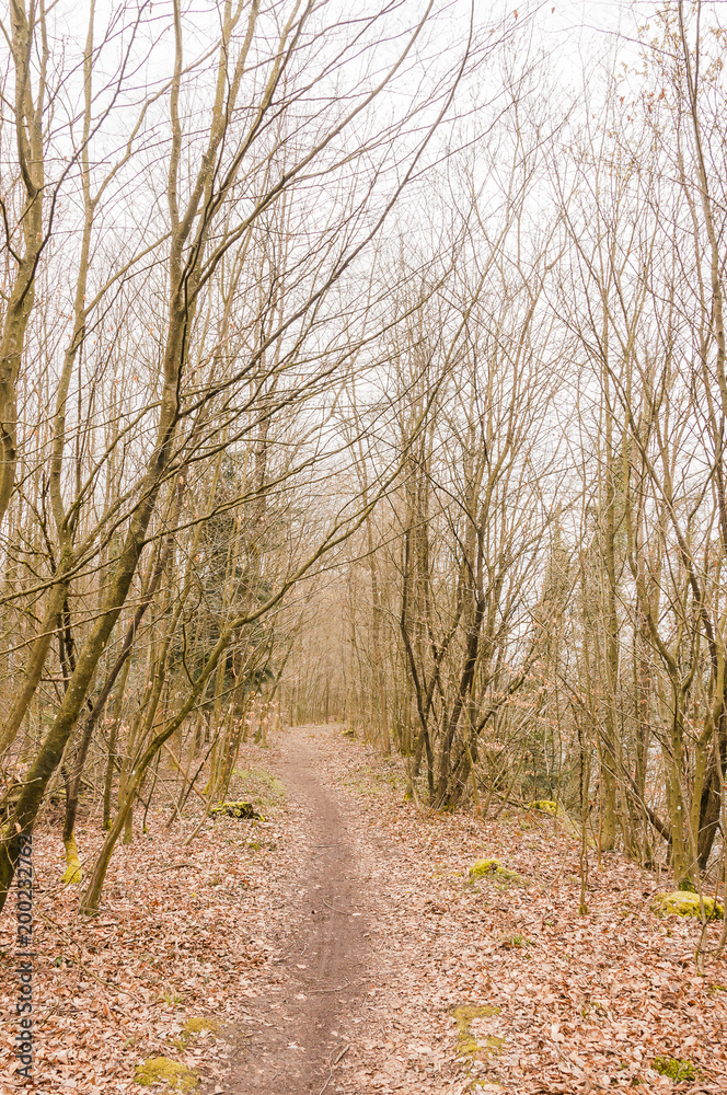 Möhlin, Rhein, Rheinufer, Hochrhein, Uferweg, Rheinuferweg, Rheinfelden, Wanderweg, Wald, Waldweg, Aargau, Fricktal, Frühling, Schweiz
Möhlin, Rhein, Rheinufer, Hochrhein, Uferweg, Rheinuferweg, Rheinfelden, Wanderweg, Wald, Waldweg, Aargau, Fricktal, Frühling, Schweiz