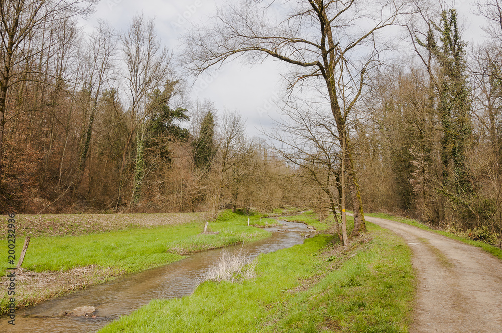 Möhlin, Möhlinbach, Bachtele, Naturschutzgebiet, Vogelschutz, Rhein, Rheinufer, Hochrhein, Uferweg, Rheinuferweg, Rheinfelden, Wanderweg, Wald, Waldweg, Aargau, Fricktal, Frühling, Schweiz