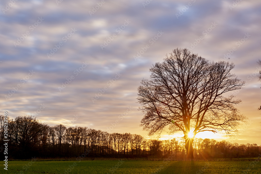 Fototapeta premium Eichenbaum im Sonnenuntergang