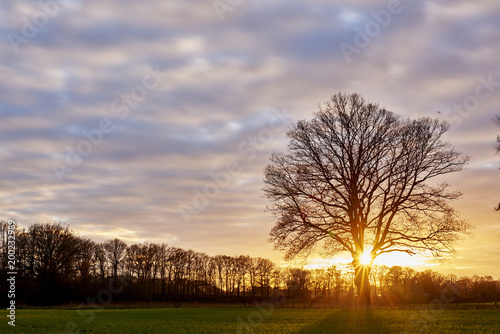 Eichenbaum im Sonnenuntergang photo