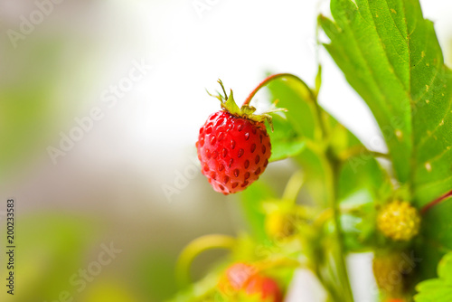 A branch of wild ripe, red wild strawberry on a light blurred background. Diet Concept Food