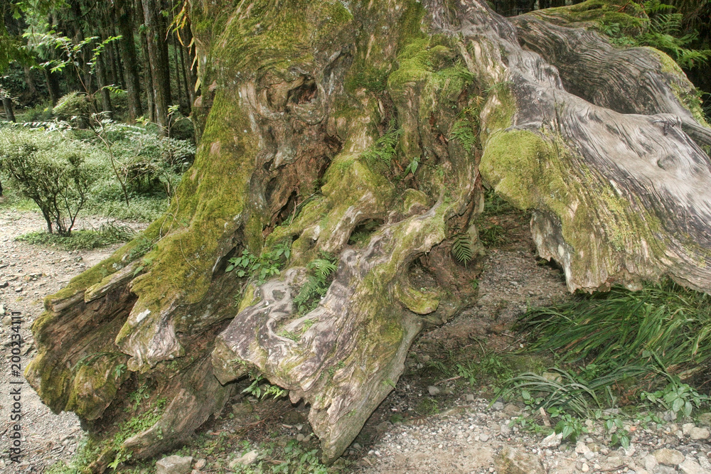 Naklejka premium A mighty tree trunk in Alishan, Taiwan