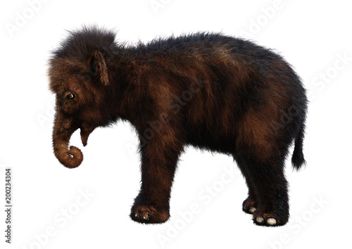 3D Rendering Woolly Mammoth Baby on White