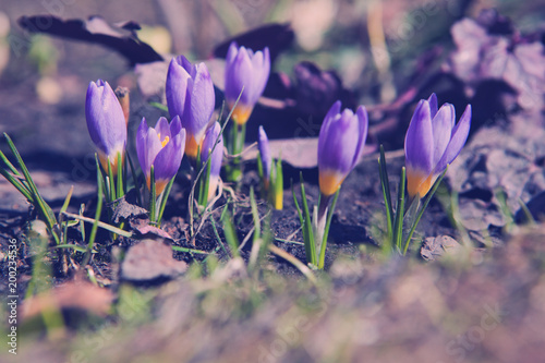 Fototapeta Naklejka Na Ścianę i Meble -  Iris spring flowers 