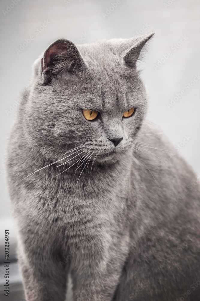 close-up sitting gray british shorthair cat, he is very unpleased