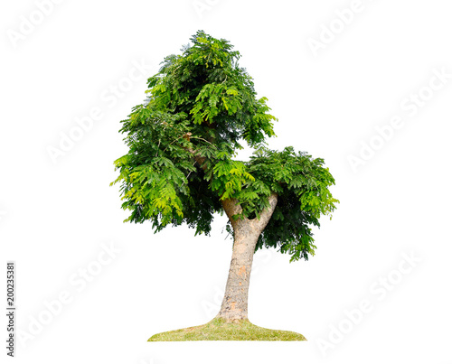 isolated tree on white background  tree on white background  clipping path .