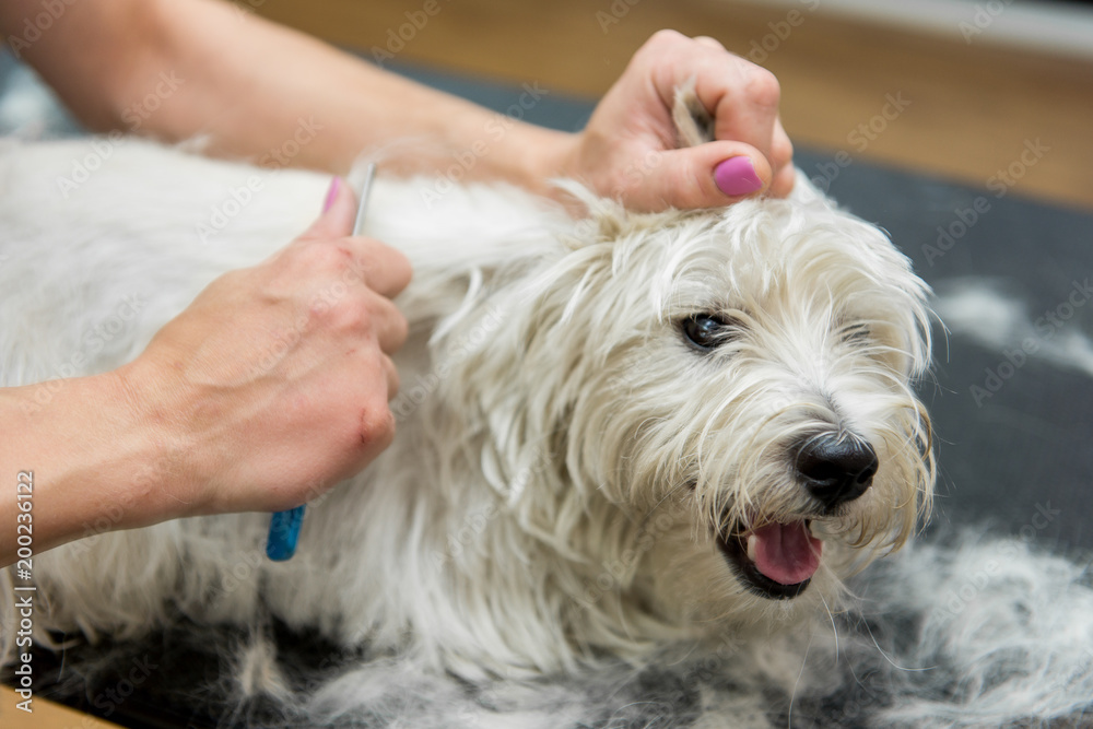 Dog West Highland White Terrier Grooming Dog West Highland White Terrier Grooming