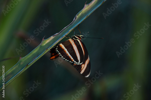 Underside Orange tiger butterfly (Dryadula phaetusa) against blurred background. Brazilian Pantanal.