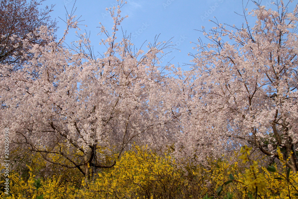 Fototapeta premium 枝垂れ桜と連翹