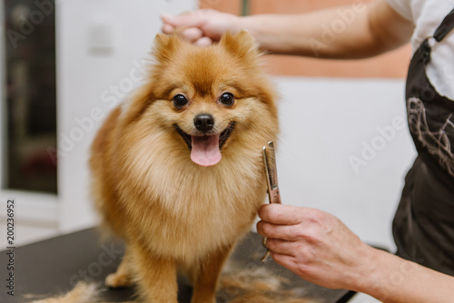 grooming dogs Spitz Pomeranian in the cabin photo
