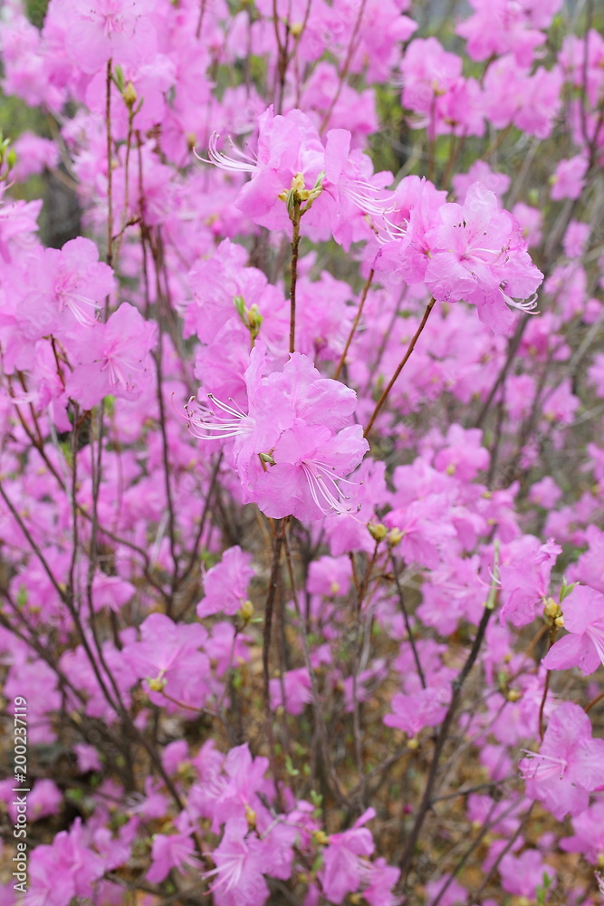 진달래의 꽃말은 사랑의 기쁨. The Azalea Flower Word is the joy of love. 