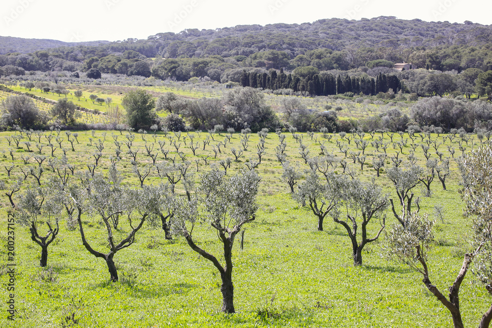 walking in the green among the olive trees of the Porquerolles Island