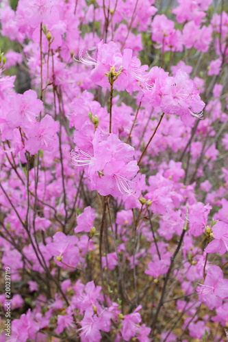                                        . The Azalea Flower Word is the joy of love. 