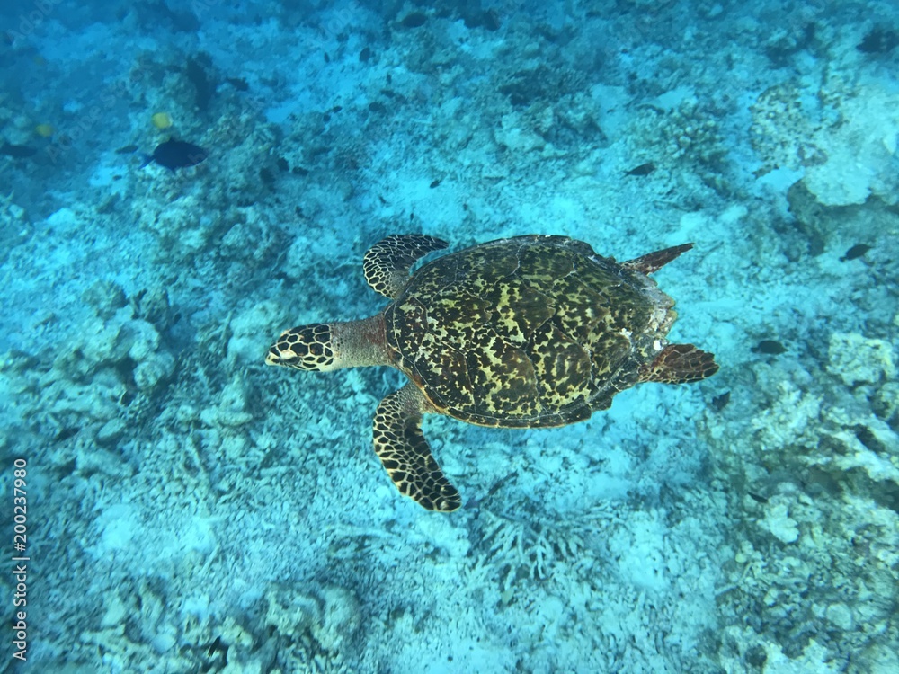 Malediven Schildkröte Malediven Schildkröte