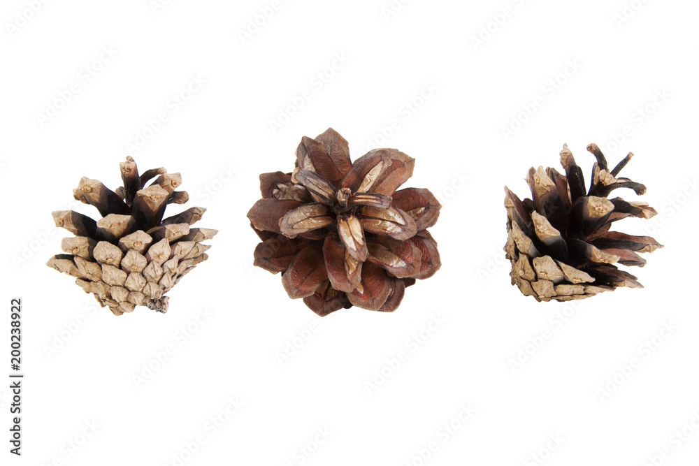 Three pine cones isolated on white
