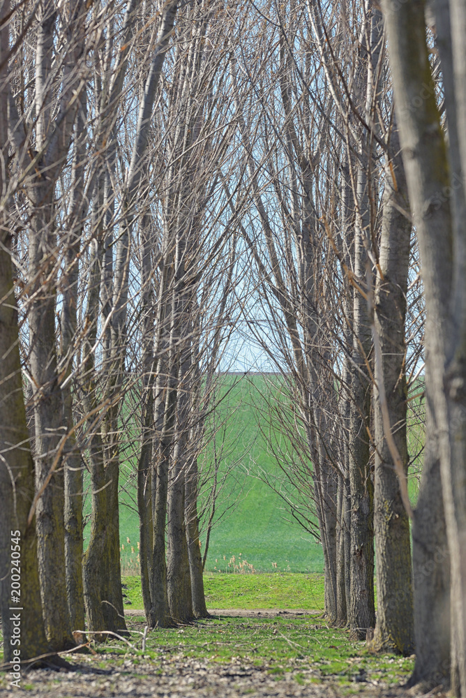 Fototapeta premium Forest trees tunel