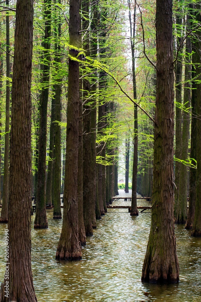 Fototapeta premium the forest in the lake