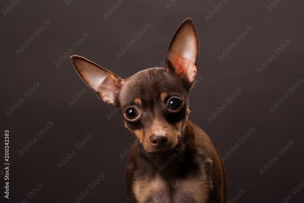 Russian toy terrier dog