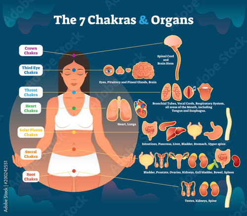 7 chakra healing and corresponding inner organ groups, vector illustration diagram. photo