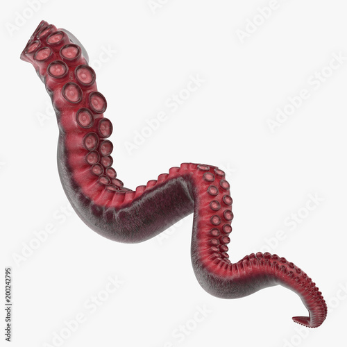 Octopus Tentacle on white. 3D illustration photo