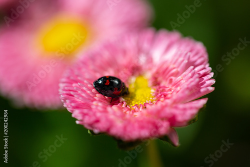 Bellis mit Marienkaefer photo