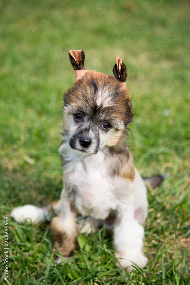 Close-up Portrait of sweet puppy breed Chinese Crested dog sitting in the green grass on sunny day in summer Close-up Portrait of sweet puppy breed Chinese Crested dog sitting in the green grass on sunny day in summer
