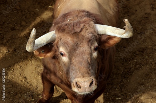 bull in spanish photo