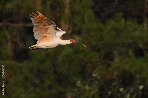 Crested ibis bird flying in the sunset photo