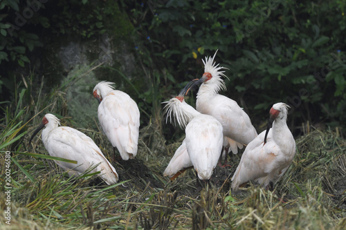 Family of crested ibis birds on the ground photo