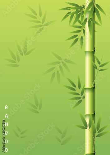 Bamboo tree with green leaves