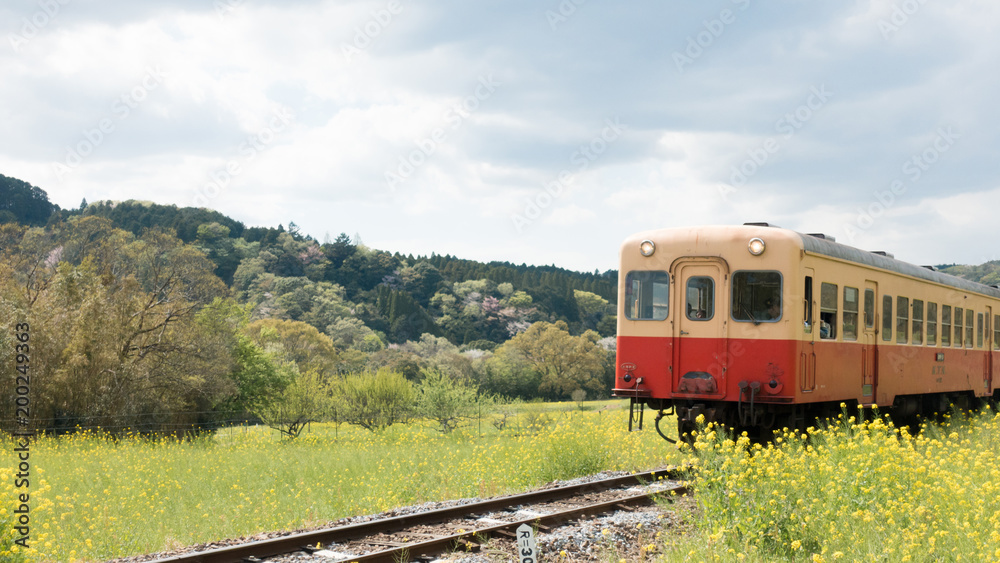 The Kominato Railway runs through field of canola flower during spring in Japan.