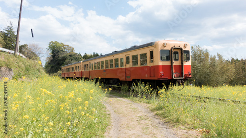 The Kominato Railway runs through field of canola flower during spring in Japan.