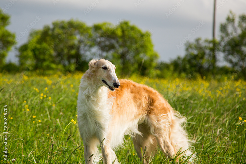 Portrait of beautiful dog breed russian borzoi standing in the green grass and yellow buttercup field in summer Portrait of beautiful dog breed russian borzoi standing in the green grass and yellow buttercup field in summer