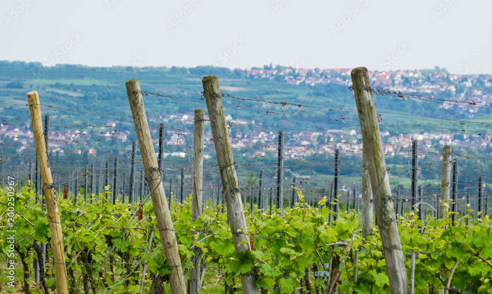 Reben im Rheingau