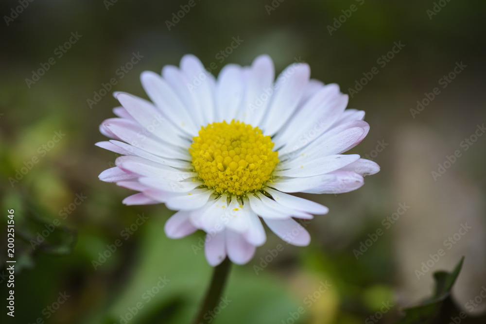 daisy flower on field with death leafs , close up. daisy flower on field with death leafs , close up.