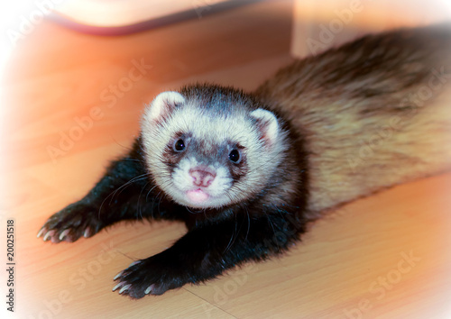 Beautiful home ferret posing to a photographer while lying on the floor.
