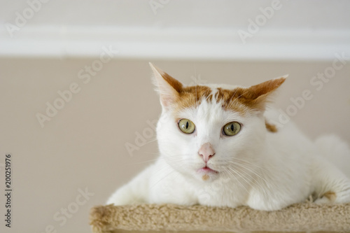 White cat being interrogative looking at the camera . © CLement