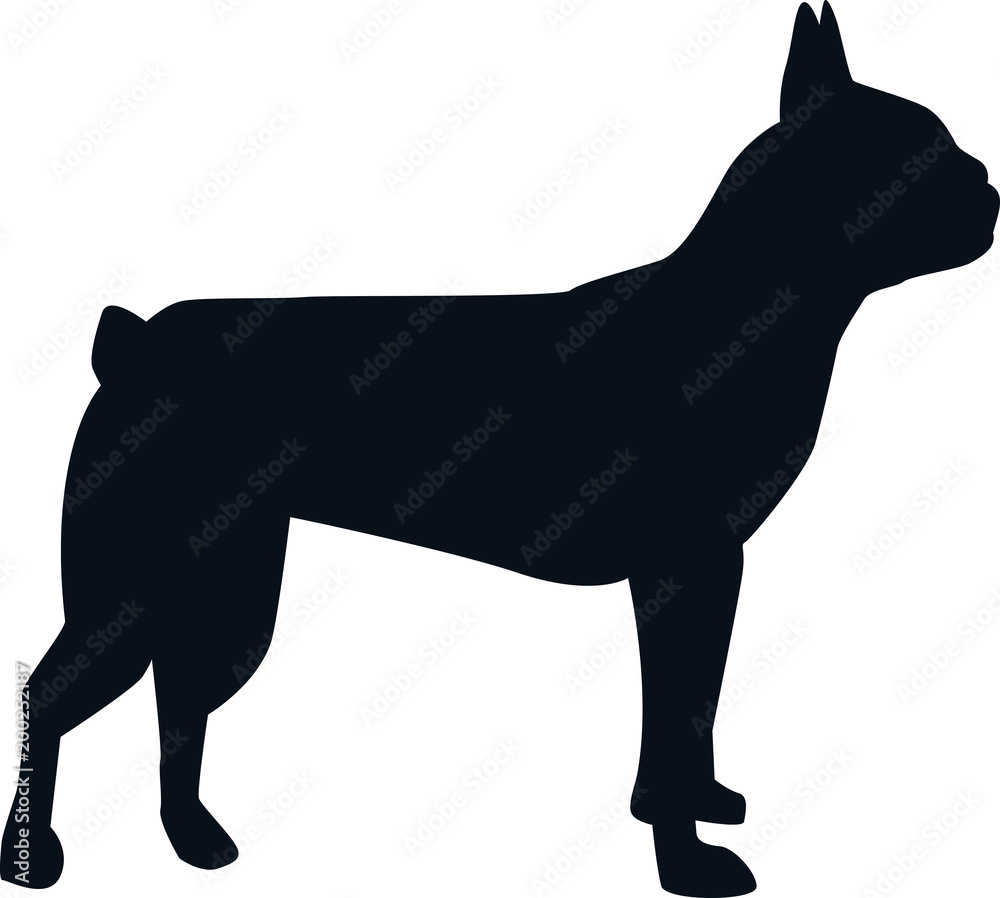 Boston terrier silhouette black