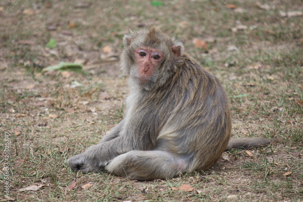 Monkey,  it is in the park at Thailand.