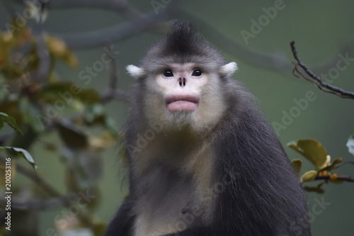 Yunnan or Black Snub-nosed monkey portrait