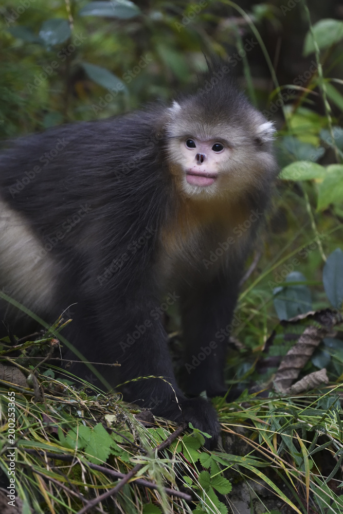 Yunnan or Black Snub-nosed monkey sitting on the ground Yunnan or Black Snub-nosed monkey sitting on the ground