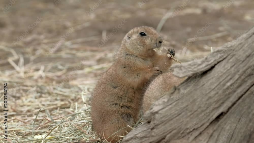 Close portrait of Black-tailed prairie dog (Cynomys ludovicianus). Close portrait of Black-tailed prairie dog (Cynomys ludovicianus).
