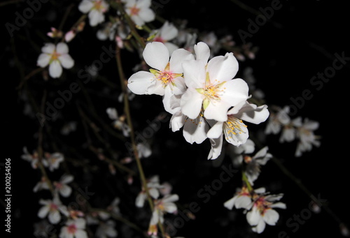 Flores blancas de almendro en fondo oscuro natural  noche