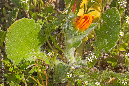 Orange daisy bud about to open, Western Cape