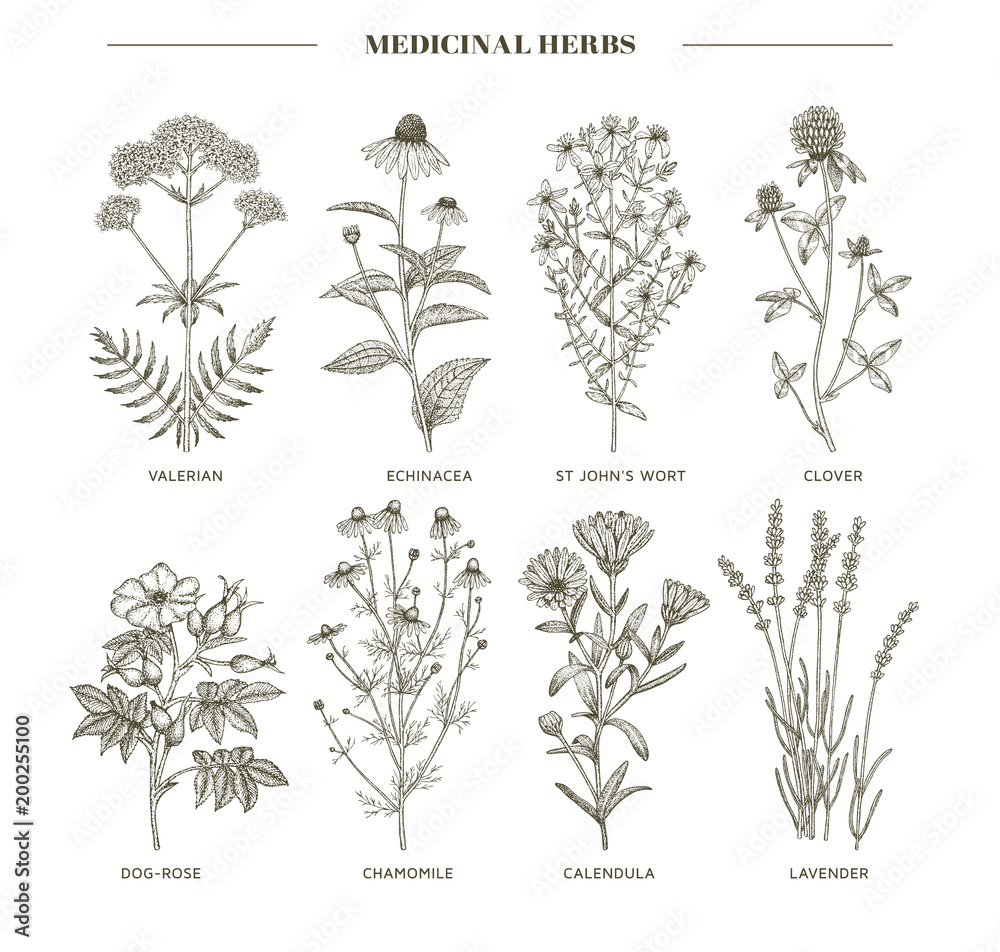 Medicinal herbs. - obrazy, fototapety, plakaty 