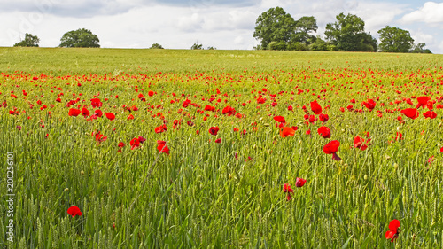 Poppy field in Essex, England