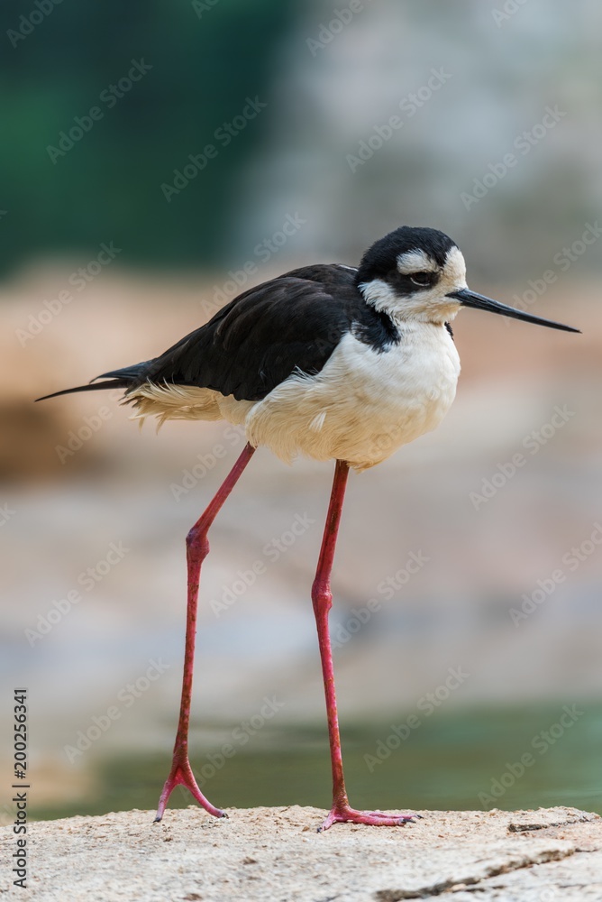 Obraz premium A black-necked stilt walking on the shore