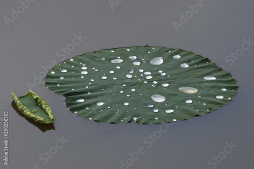 Raindrops on the leaves of sacred lotus