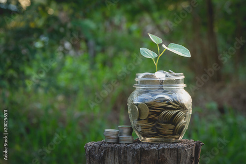 Coins in jar on nature background, Concept finance business, saving investment and accounting concept.